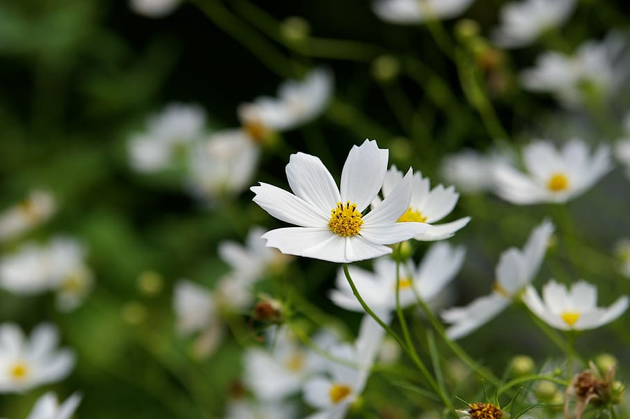 Suwon, Cosmos, Nature, Independence Hall, flower, petal, white color, flower head, fragility, flowering plant