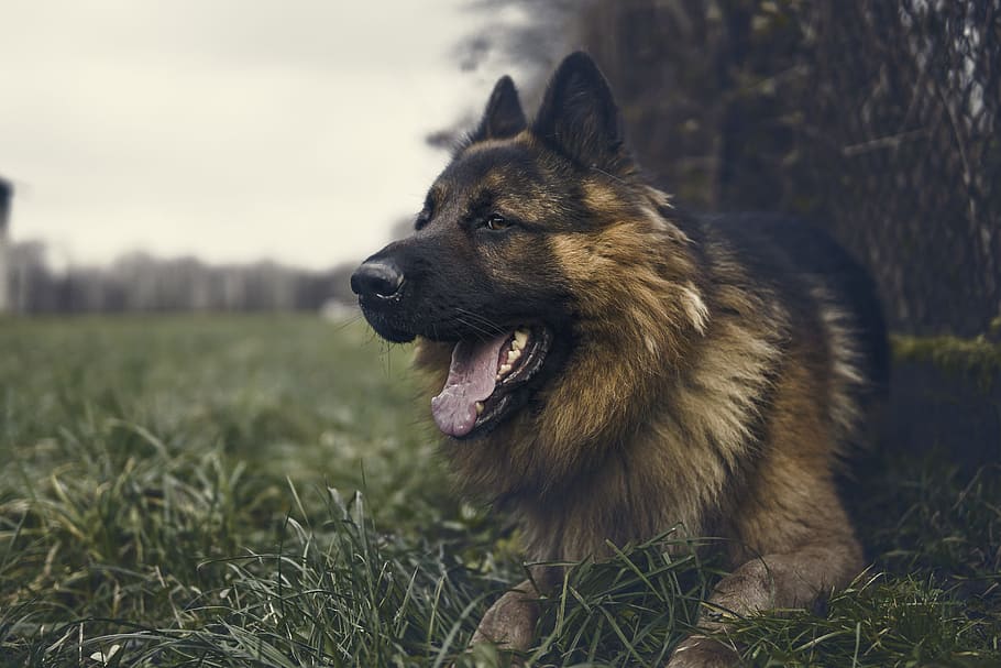 adult german shepherd, lying, ground, fence, german shepherd, dog, grass, alsatian, spacer, sheep-dog