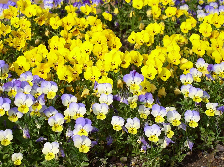 Spring, Yellow, Bi, Color, 400–500, bi color, garden, flower, nature, plant