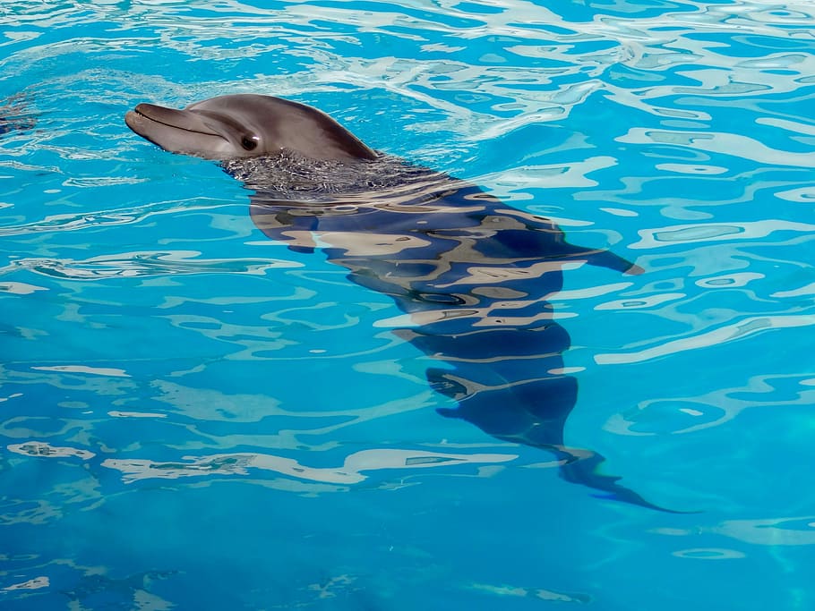 Dolphin, Dolphinarium, Marine Animal, marine mammal, one animal, swimming pool, swimming, water, outdoors, day