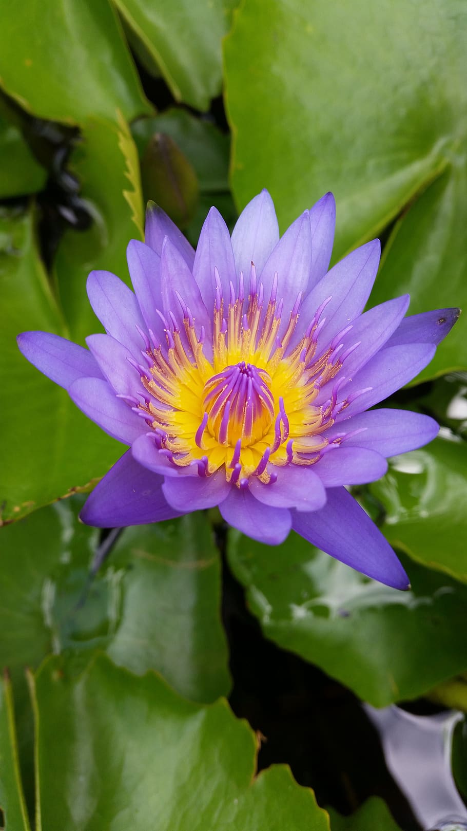 flower, lotus, purple lotus, lotus thai, flowering plant, plant, beauty in nature, freshness, vulnerability, growth