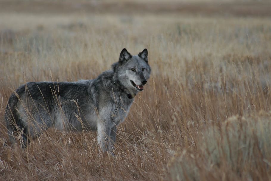 gray, white, wolf, standing, withered, grass field, wild, looking, wildlife, mammal