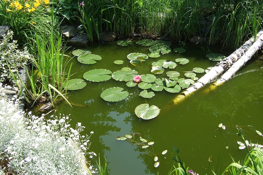 garden, garden pond, water lily, pond, water, nuphar, flora, green, aquatic plant, wood