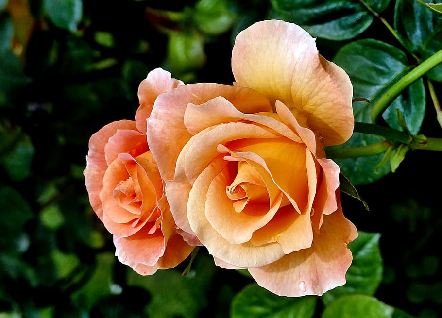 Burma Star, Rose, closeup, roses, beauty in nature, plant, vulnerability, fragility, petal, flower