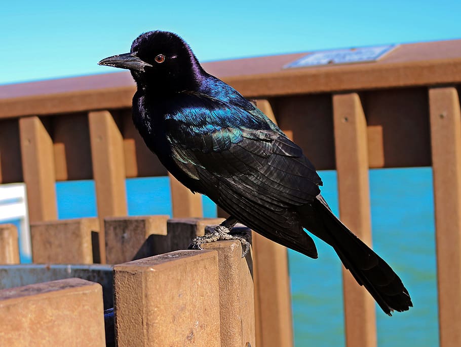 negro, barrera de madera, primer plano, foto, amarrado en barco, quiscalus, pájaro negro, iridiscente, purpurina púrpura, pájaros de la Florida
