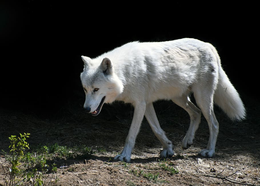 raposa branca, lobo, predador, mamífero, branco, animal, lobo ártico, temas animais, um animal, animais selvagens