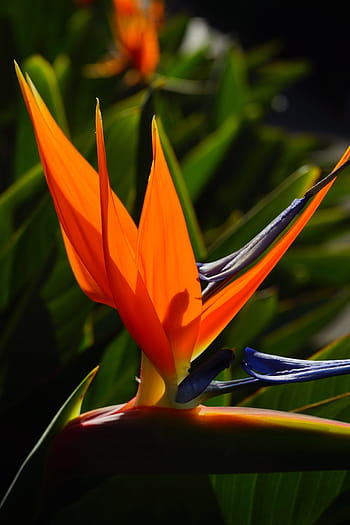 Royalty Free Red Bird Of Paradise Photos Free Download Pxfuel