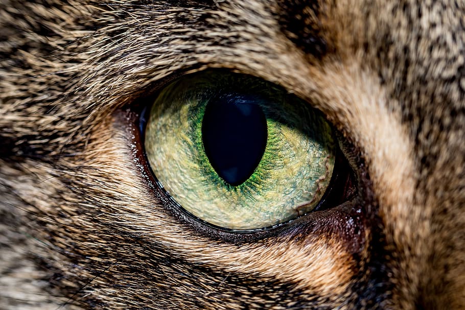 cat, eye, macro, pet, cat\'s eyes, green, one animal, animal ...
