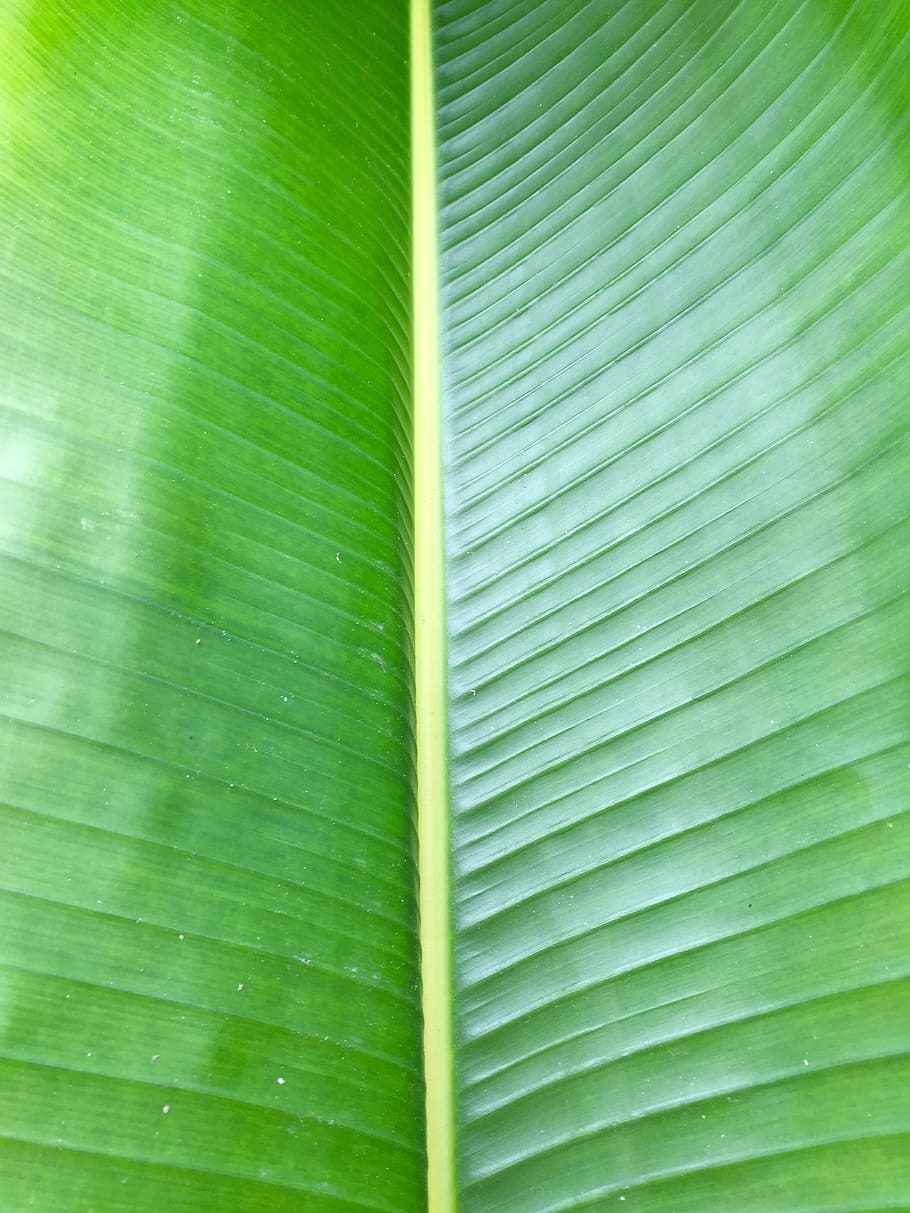 close, green, leaf, palm, palm frond, frond, tropical, botany, plant, nature