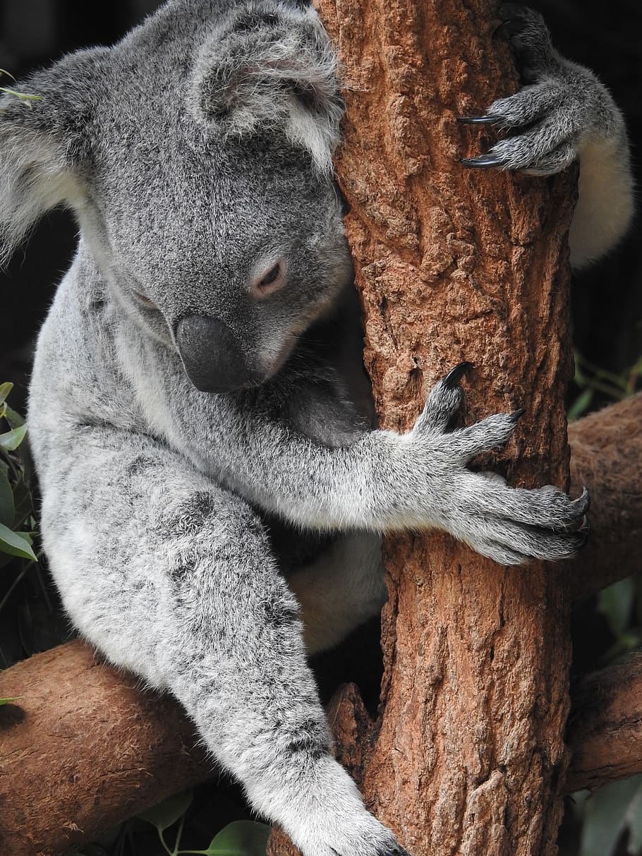 coala, urso, urso coala, austrália, bonitinho, árvore, natureza, fofinho, sono, animais selvagens