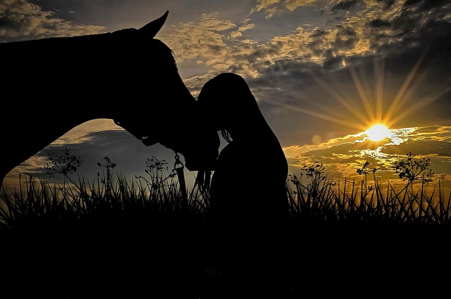 silhouettes, person, front, horse, animal, girl, woman, ride, horse head, nature