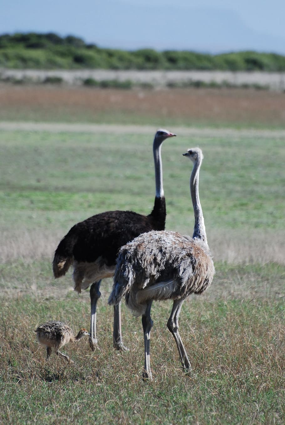 Ostrich, Bird, Animal, Wildlife, Wild, nature, beak, feather, africa, neck