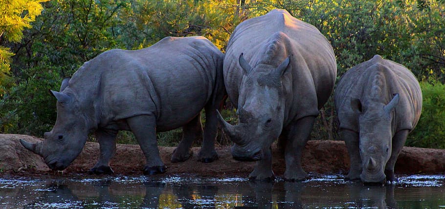 rinoceronte, arbusto, animais selvagens, herbívoro, conservação, natureza, temas animais, mamífero, grupo de animais, água