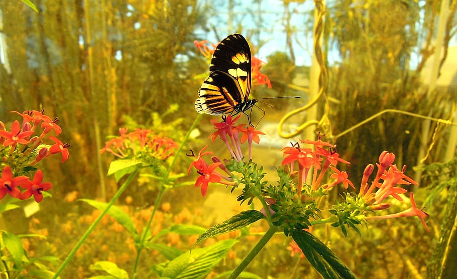 butterfly, a side, insect, garden, butterfly garden, plant, flower, animal themes, flowering plant, animal
