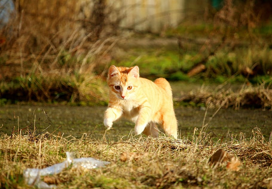 oranye, kucing betina, kucing, berlari, rumput, kucing betina merah, melompat, bermain, anak kucing, bayi kucing