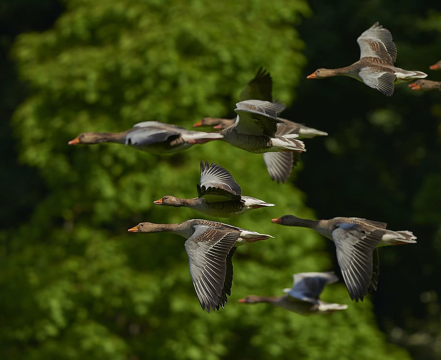 bando, patos-reais, voador, verde, árvore, bando de pássaros, gansos do canadá, gansos, asa, ganso