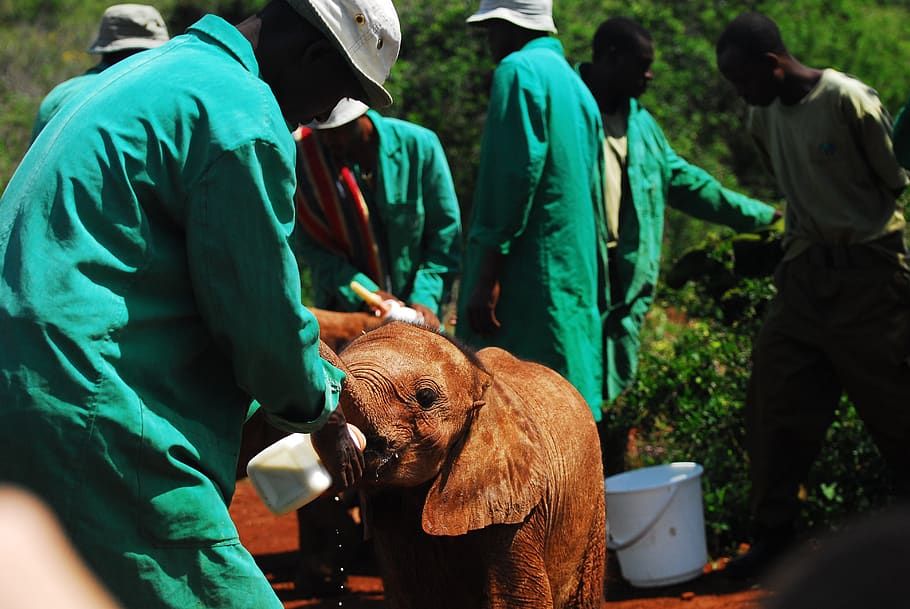 alimentação elefantes bebê, alimentação por mamadeira, nairóbi, quênia, áfrica, elefante, bebê, leite, mamadeira, guarda florestal