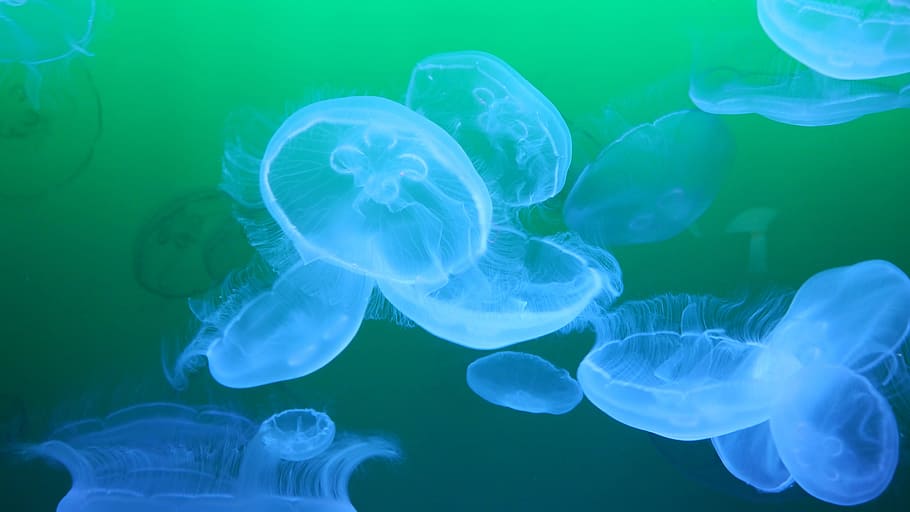 fotografía macro, azul, medusas, medusa, schirmqualle, animal marino, cnidario, medusa azul, transparente, criatura