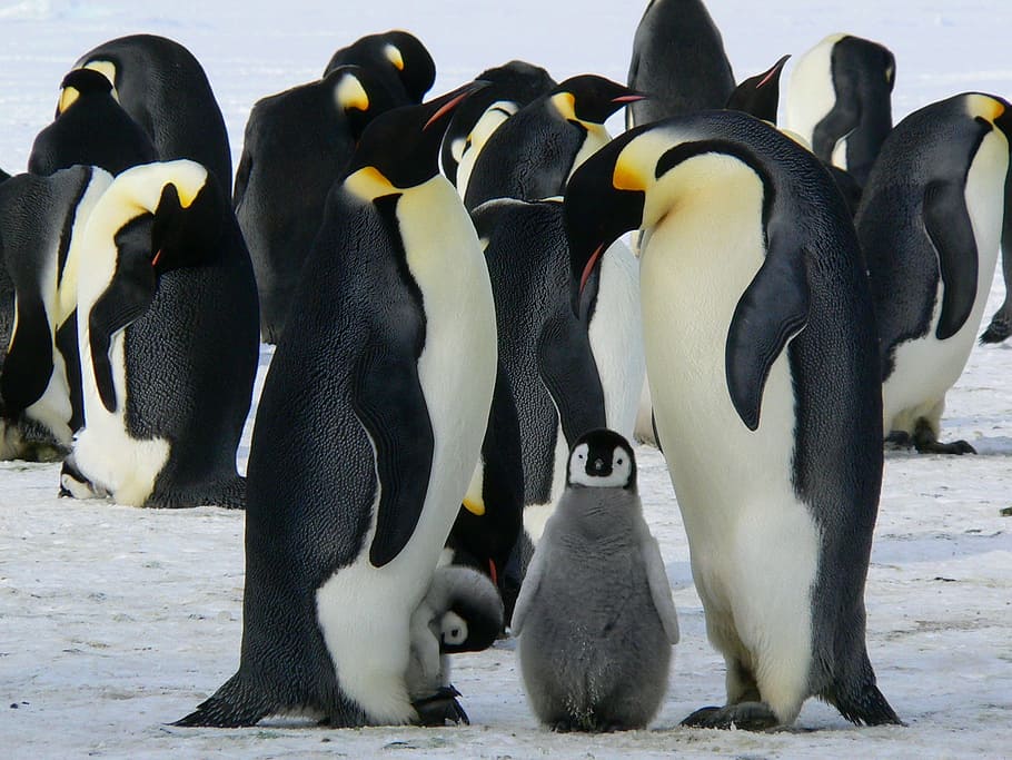 penguins illustration, penguins, emperor, antarctic, life, animals, cute, ice, antarctica, cold