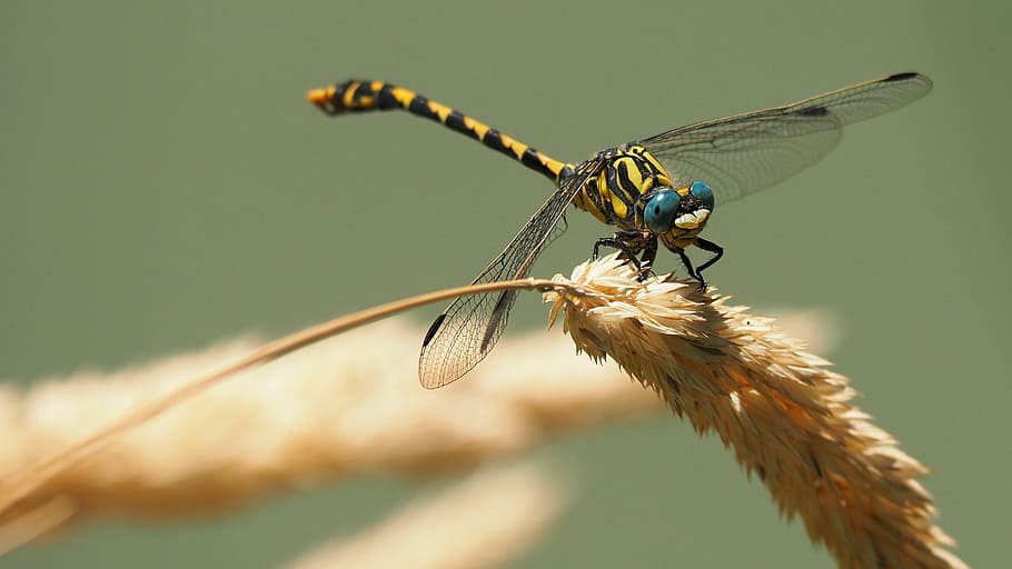close, yellow, blue, perched, pampas leaf, Nature, Insects, Dragonfly, Macro, insect