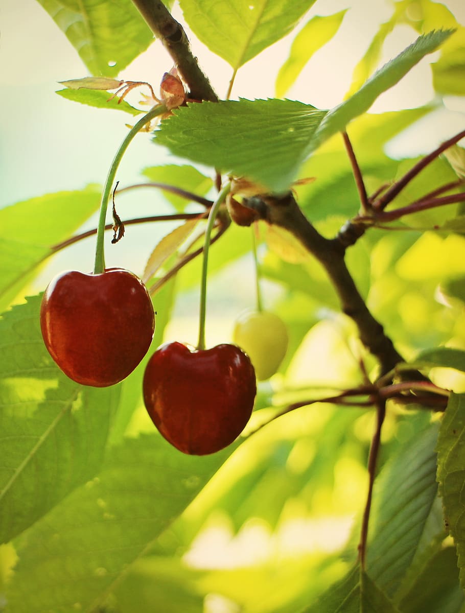 cherry, cherries, sweet cherries, individually, sweet, delicious, fruit, red, fruits, fruity