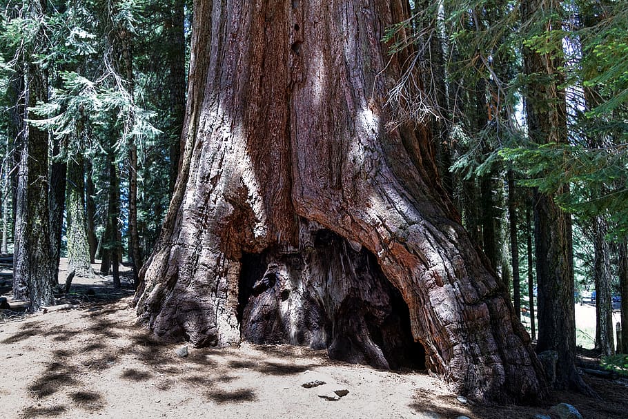 sequioa tree, sequioa national park, california, sequoia, usa, tree, tree trunk, trunk, plant, growth