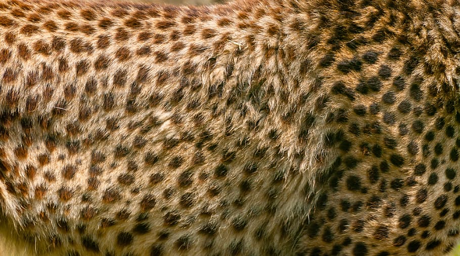 black, brown, fur, cheetah, animal skin, skin, wildlife, wild, camouflage, cat