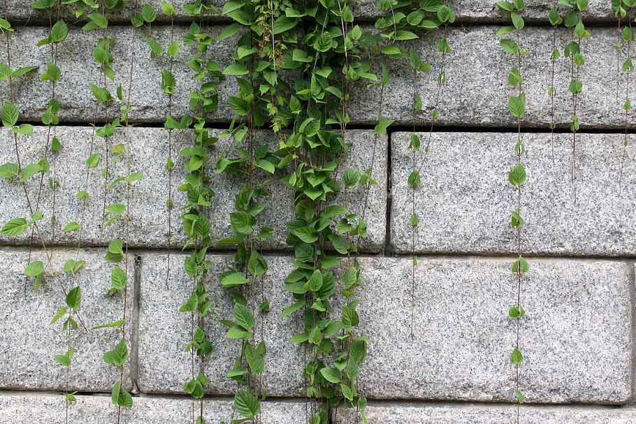 the vine, vine, stone wall, stone, nature, leaf, ivy, plants, the leaves, wall