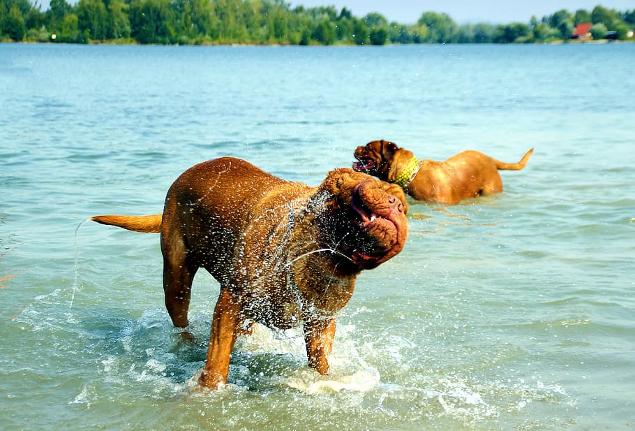 burdeos, perro, de, dogue, agua, lodoso, lago, bañarse, cachorro, naturaleza