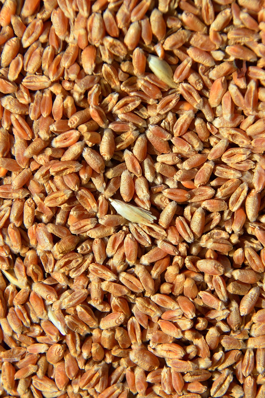 wheat, crop, agriculture, sunshine, hungary, mood, cereal crop, grain earth, summer, other cannabinoids