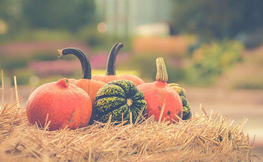 farm, land, halloween, halloween pumpkin, orange, orange color, pumpkin, season, seasonal, autumn