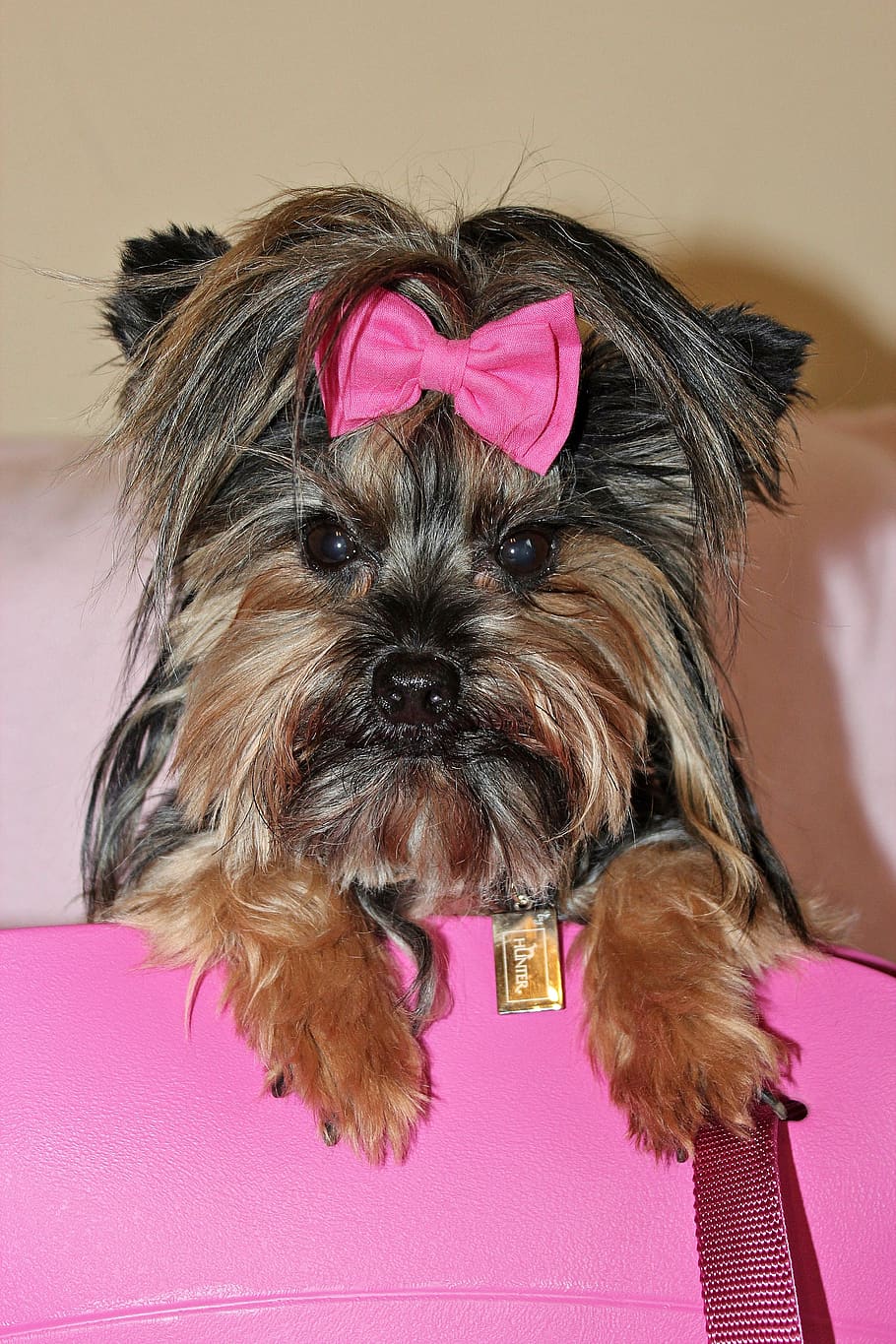 yorkshire terrier, dog, beauty, pink, bow, pink color, one animal, canine, domestic animals, pets