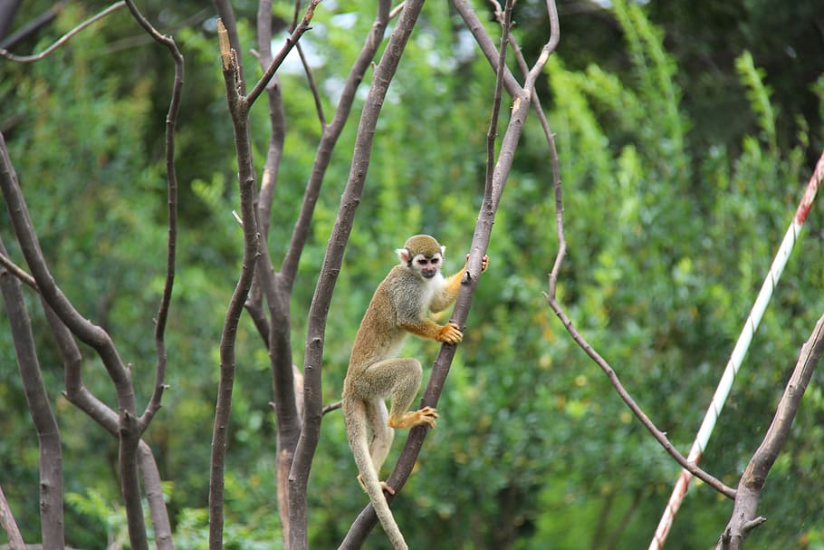 monkey, zoo, summer, the wild, climb a tree, animal wildlife, animal, animal themes, animals in the wild, mammal