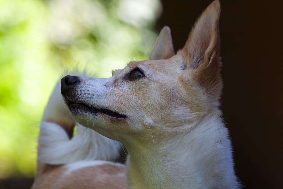 Podenco Canario, Dog Breed, Hybrid, chihuahua, wind dog like, white, brown, ear, nose, face