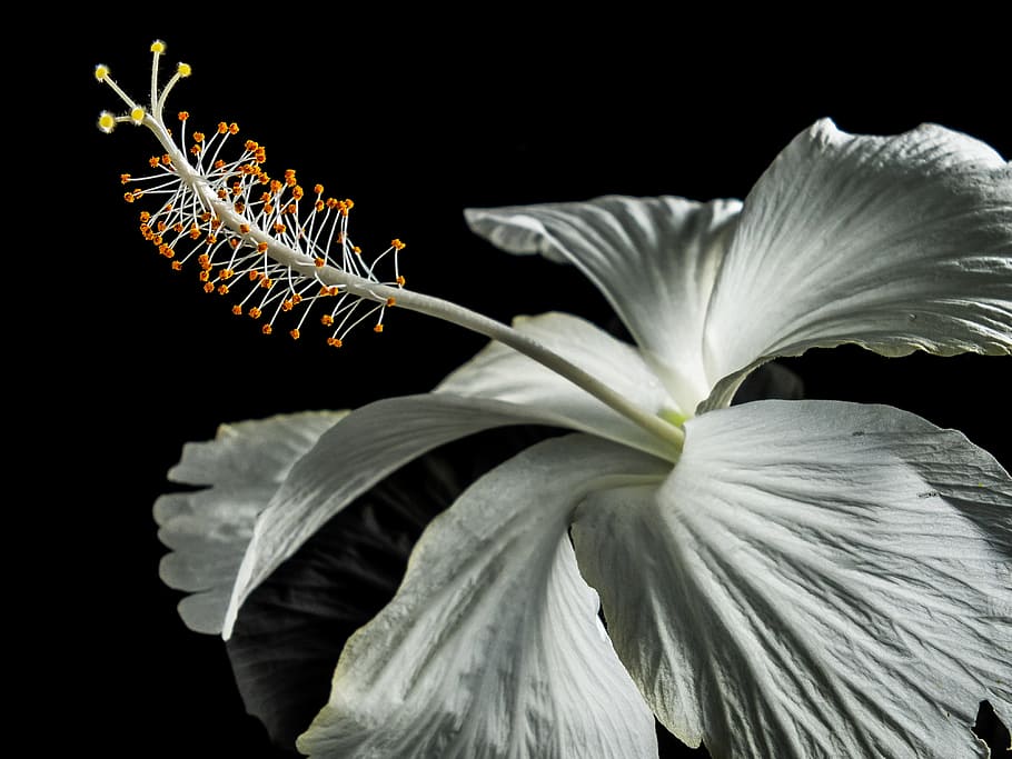 Hibiscus, Blossom, Bloom, Flower, White, marshmallow, mallow, malvaceae, black background, black color