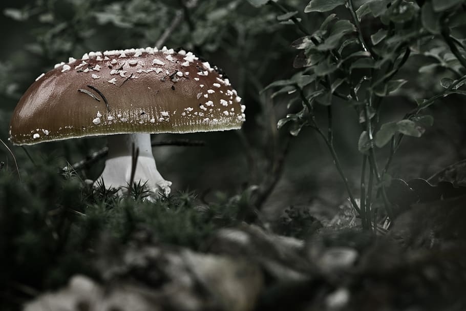 forest, fly agaric, toxic, risk, spotted, close up, mushroom, fungus, plant, vegetable