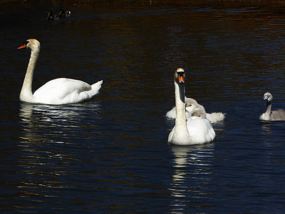 Swan, Family, Spring, Pond, Swim, spring, pond, lake, animals in the wild, water, swimming