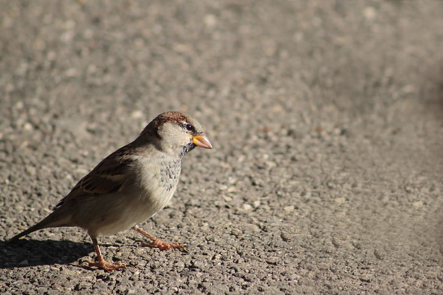 grey, brown, bird, concrete, surface, daytime, sparrow, animal, nature, songbird