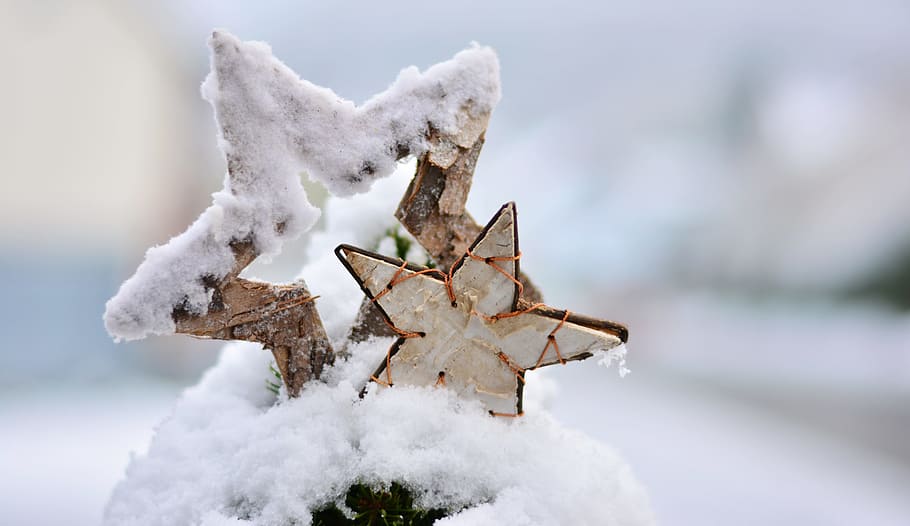 dois, neve, capa, decoração estrela, inverno, estrela, poinsétia, natal, frio, nevado