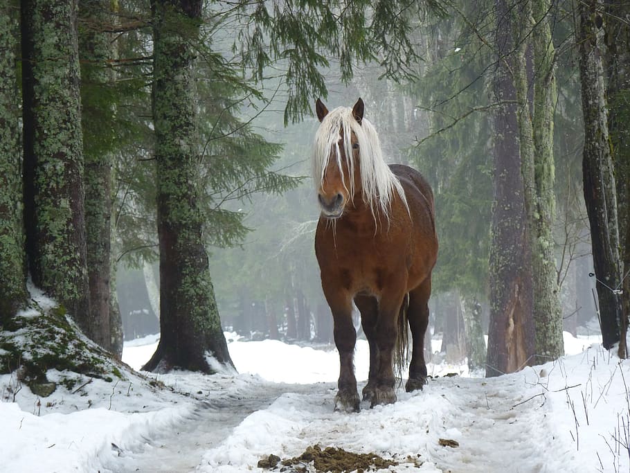 horse, forest, nature, winter, snow, trees, solitude, fairy, tree, animal