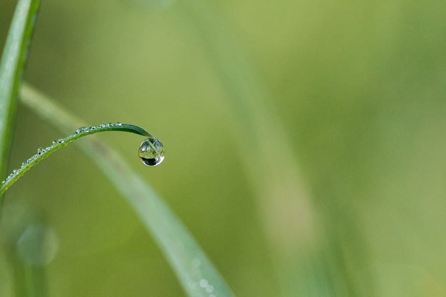shallow, focus photography, water dew, leaf, drip, dew, dewdrop, drop of water, morgentau, water