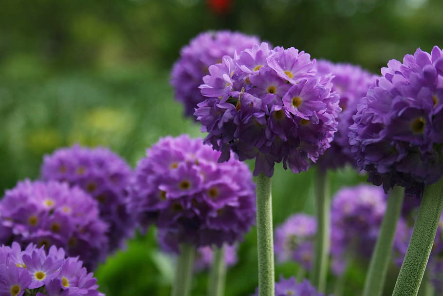 purple, flowers, nature, round, blossom, flora, garden, field, ornamental, plant