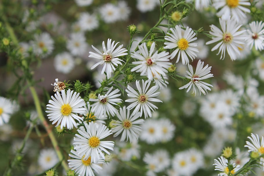 wild aster, nature, aster, wild, wildflower, white, bloom, plant, blossom, flowers
