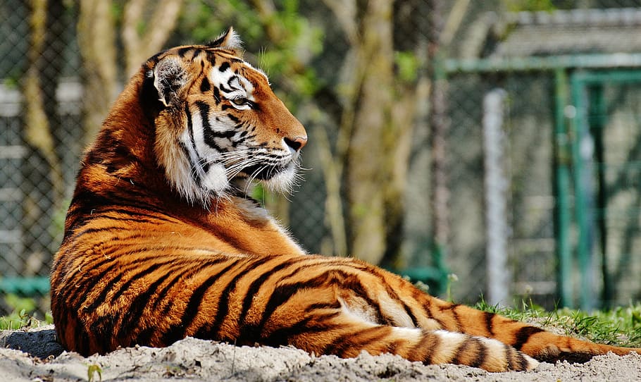 selective, focus photo, orange, tiger, daytime, predator, fur, beautiful, dangerous, cat