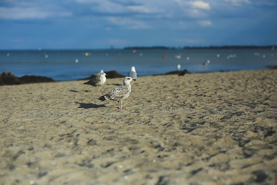 gaivotas, em pé, areia, praia, dia, gaivota, pássaro, arenoso, mar, costa