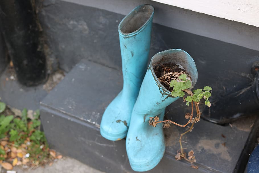 wellington boots, boots, plant, wellington, rubber, footwear, waterproof, funny, retro, high angle view