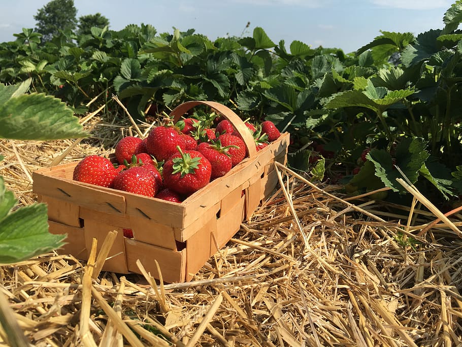 Strawberries, Straw, Berries, strawberry plant, strawberry patch, agriculture, harvesting, healthy eating, freshness, vegetable