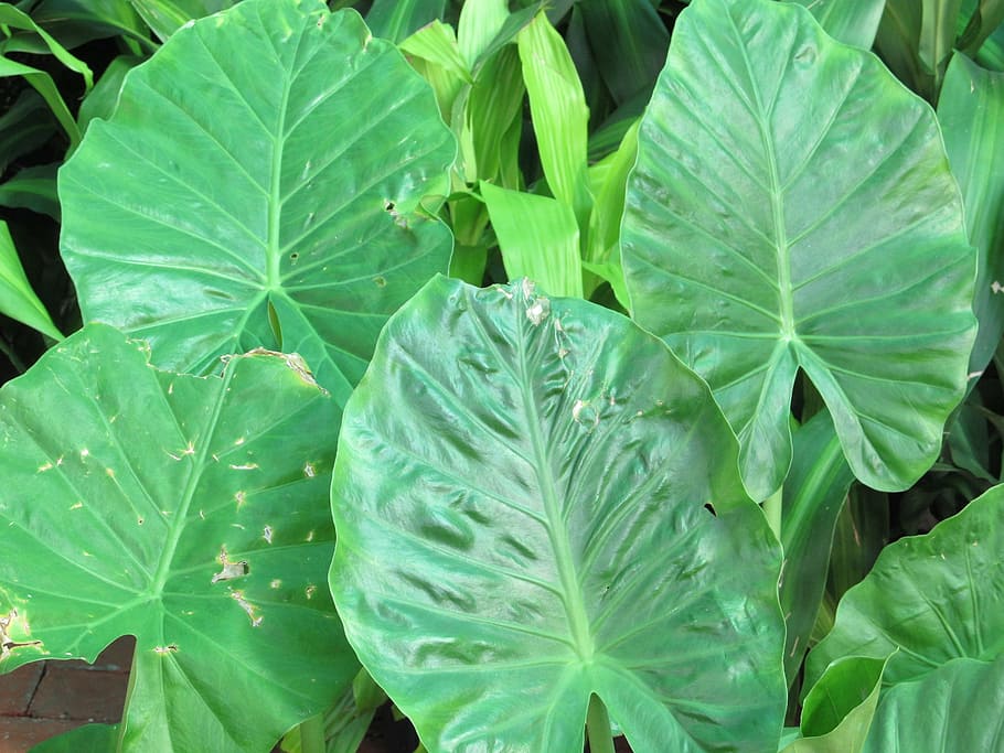 elephant ears, leaves, plants, green, large, leaf, landscaping, tropical, lush, plant part
