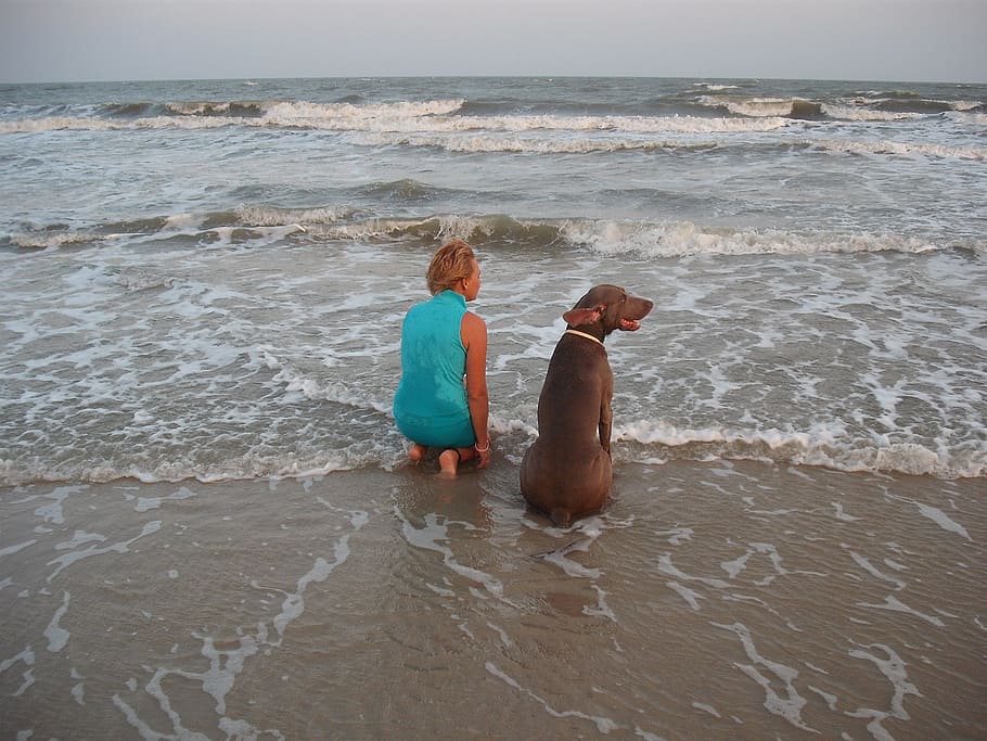 adult chocolate labrador retriever, sitting, woman, seashore, dog, friendship, pair, weimaraner, water, love
