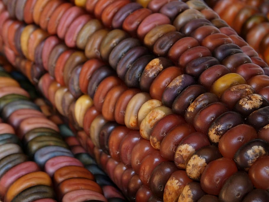 indian corn, corn, autumn, fall, harvest, maize, colorful, multicolor, texture, food and drink